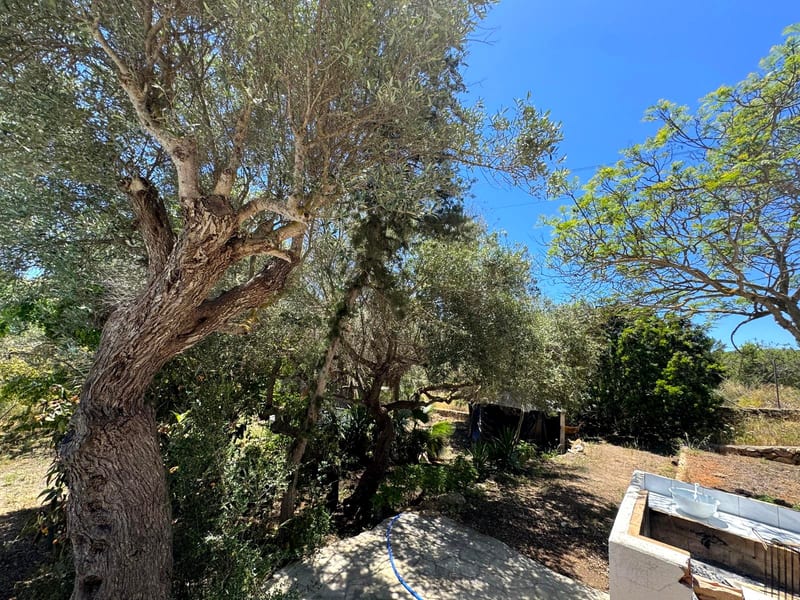 The grounds